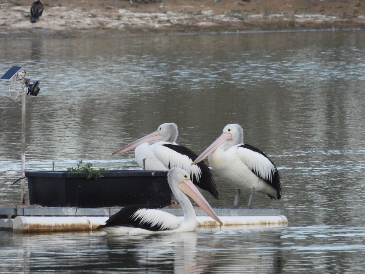 Australian Pelican - ML640806371