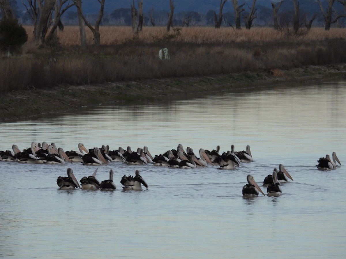 Australian Pelican - ML640806372