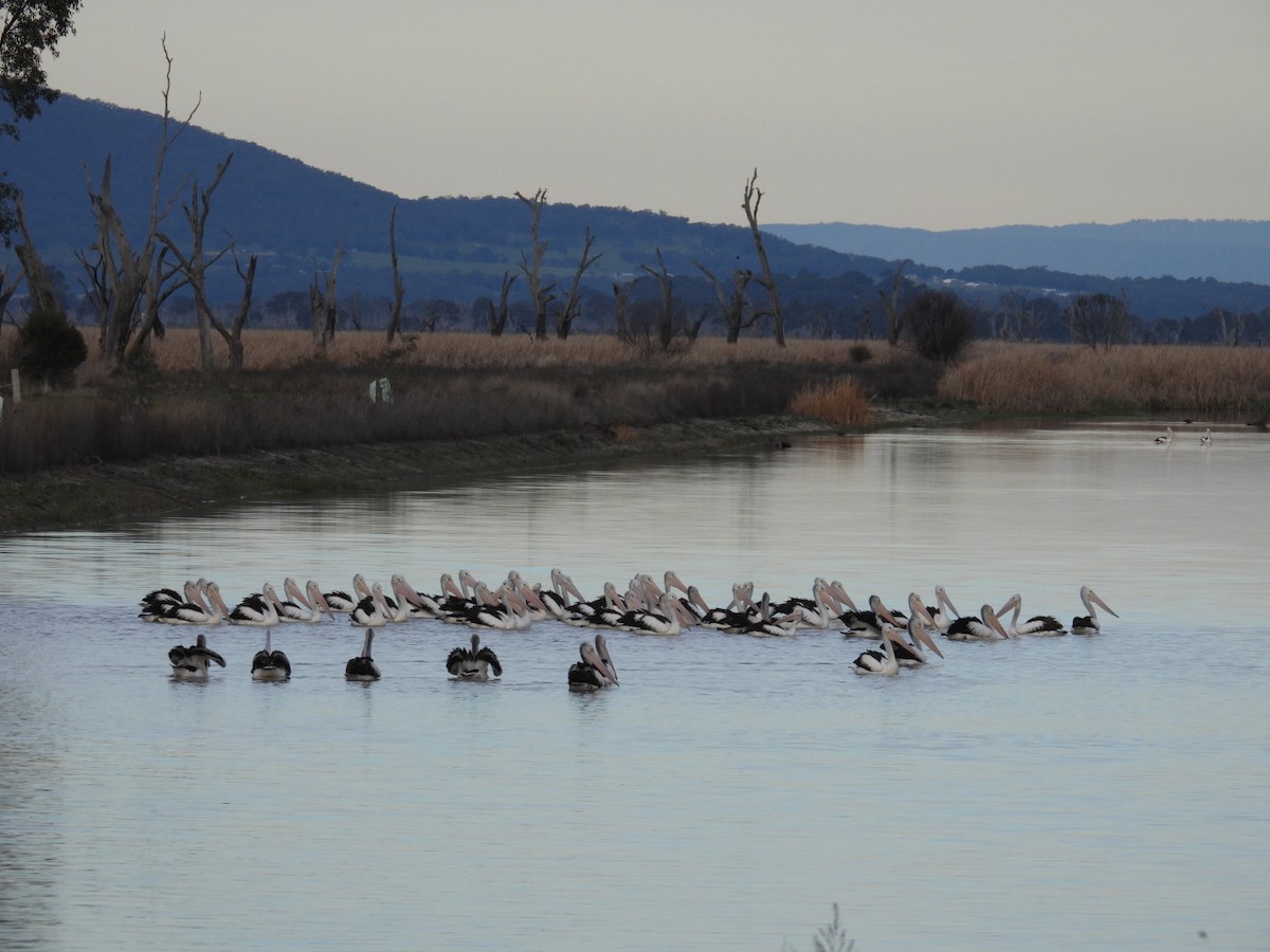 Australian Pelican - ML640806373