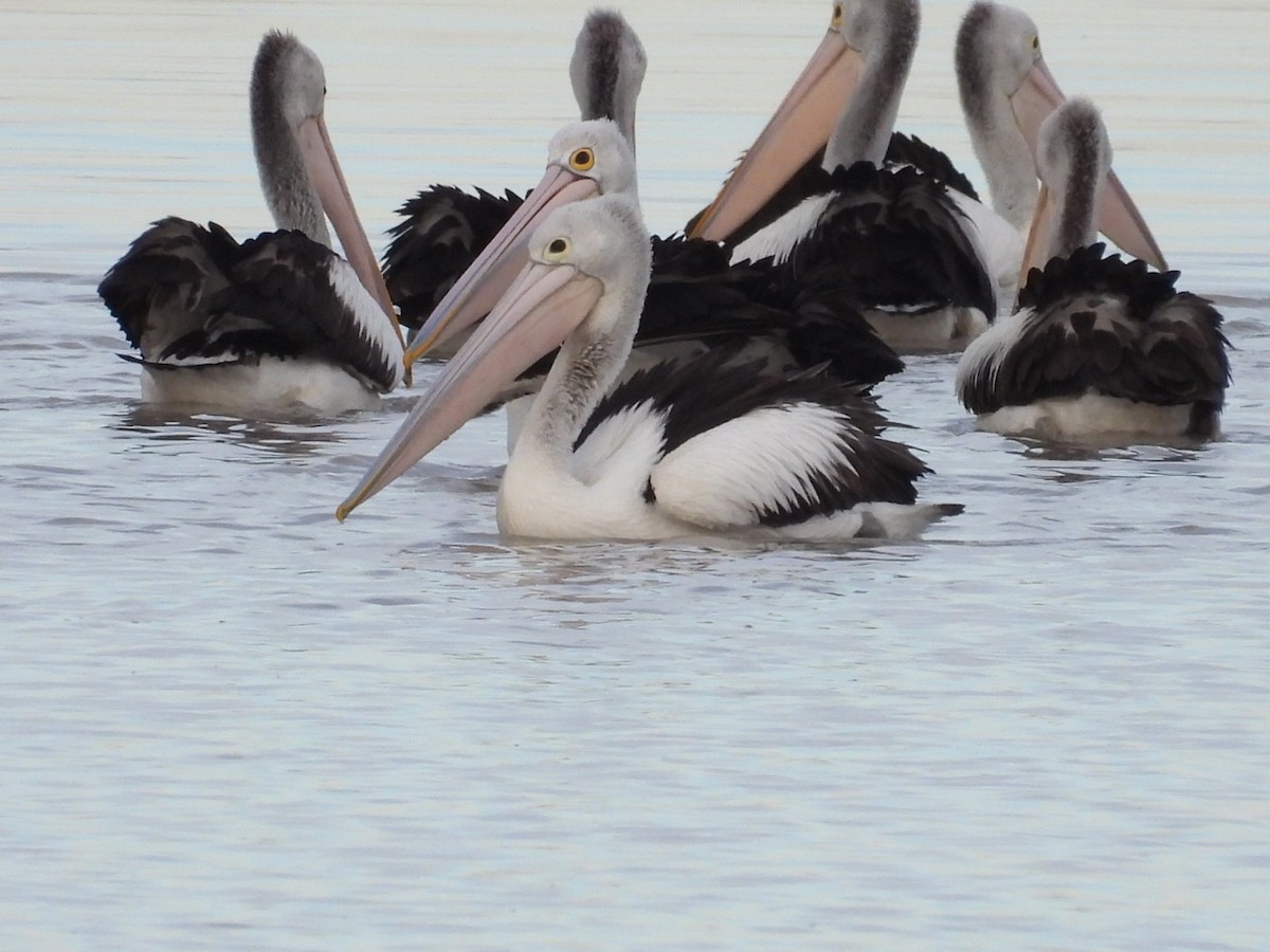 Australian Pelican - ML640806374