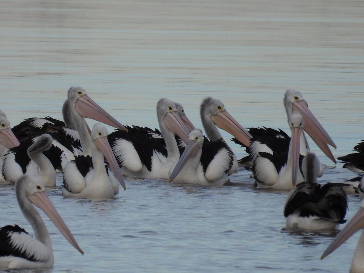 Australian Pelican - ML640806375