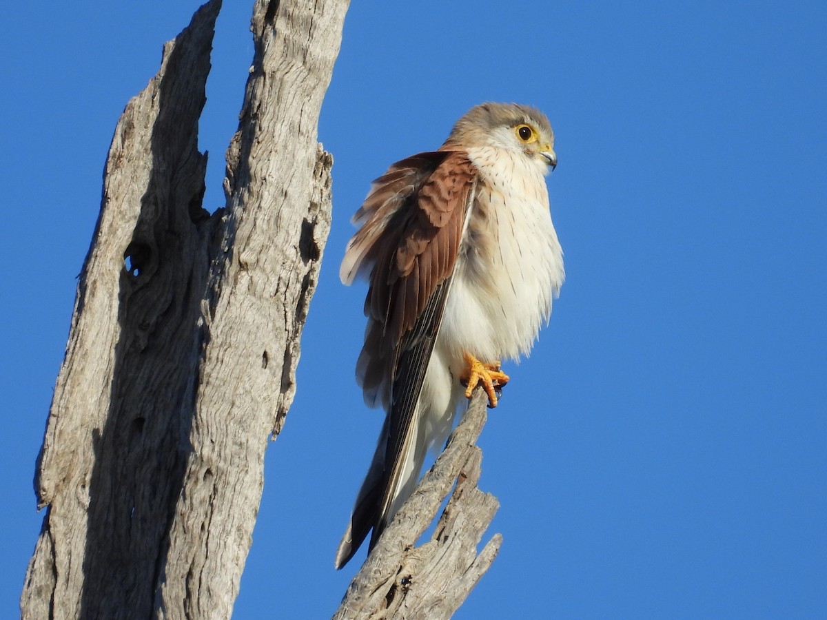 Nankeen Kestrel - ML640806380