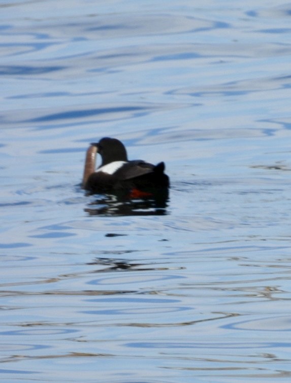 Black Guillemot - ML640806381