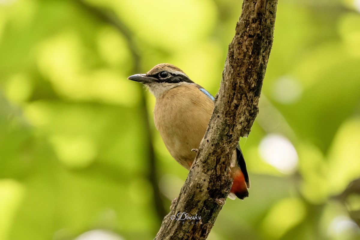 Indian Pitta - ML640806389