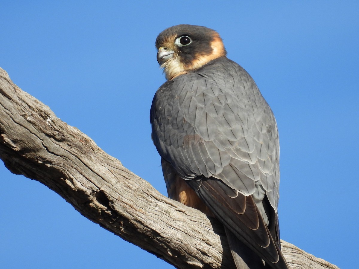 Australian Hobby - ML640806391