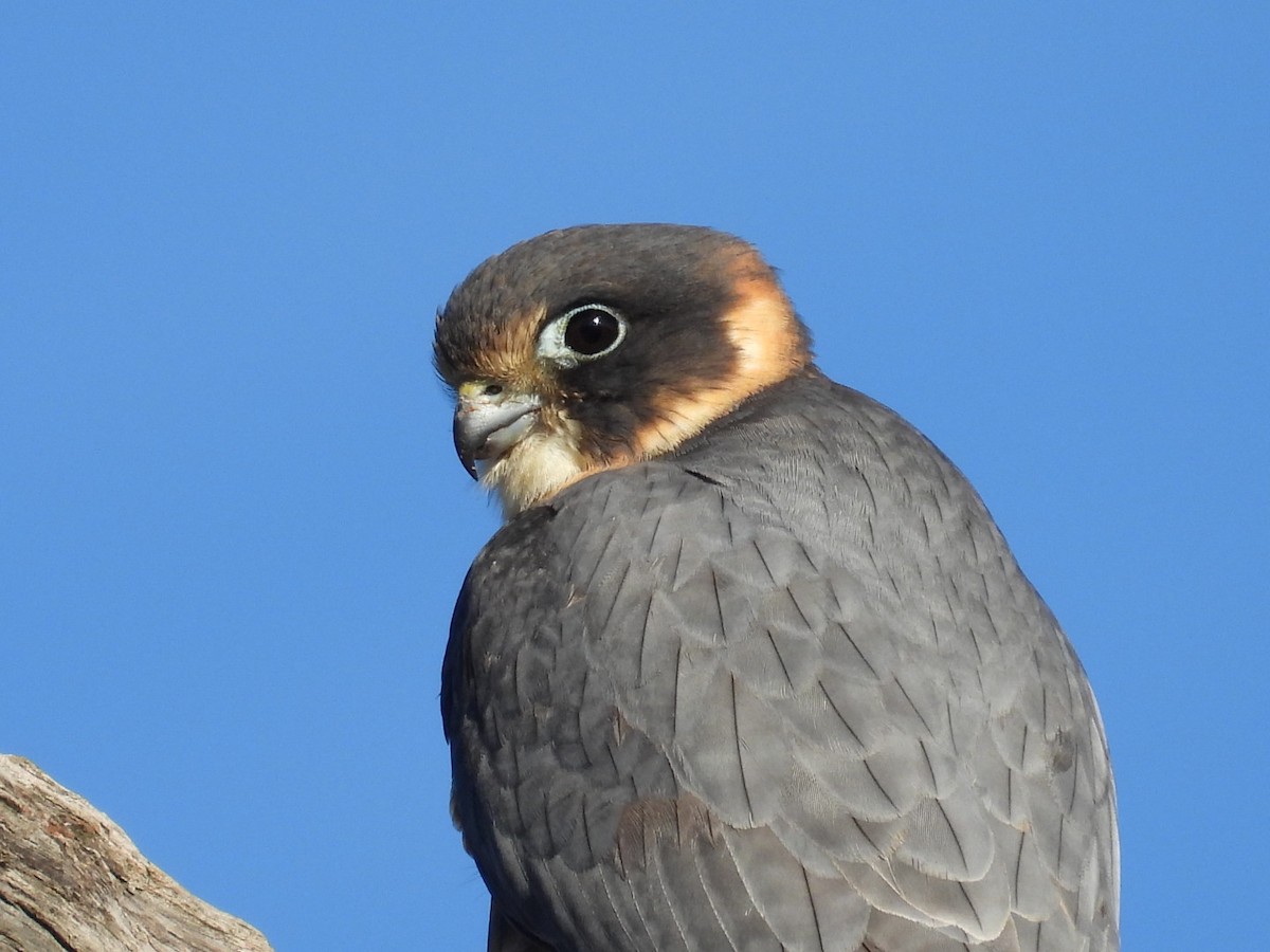 Australian Hobby - ML640806392