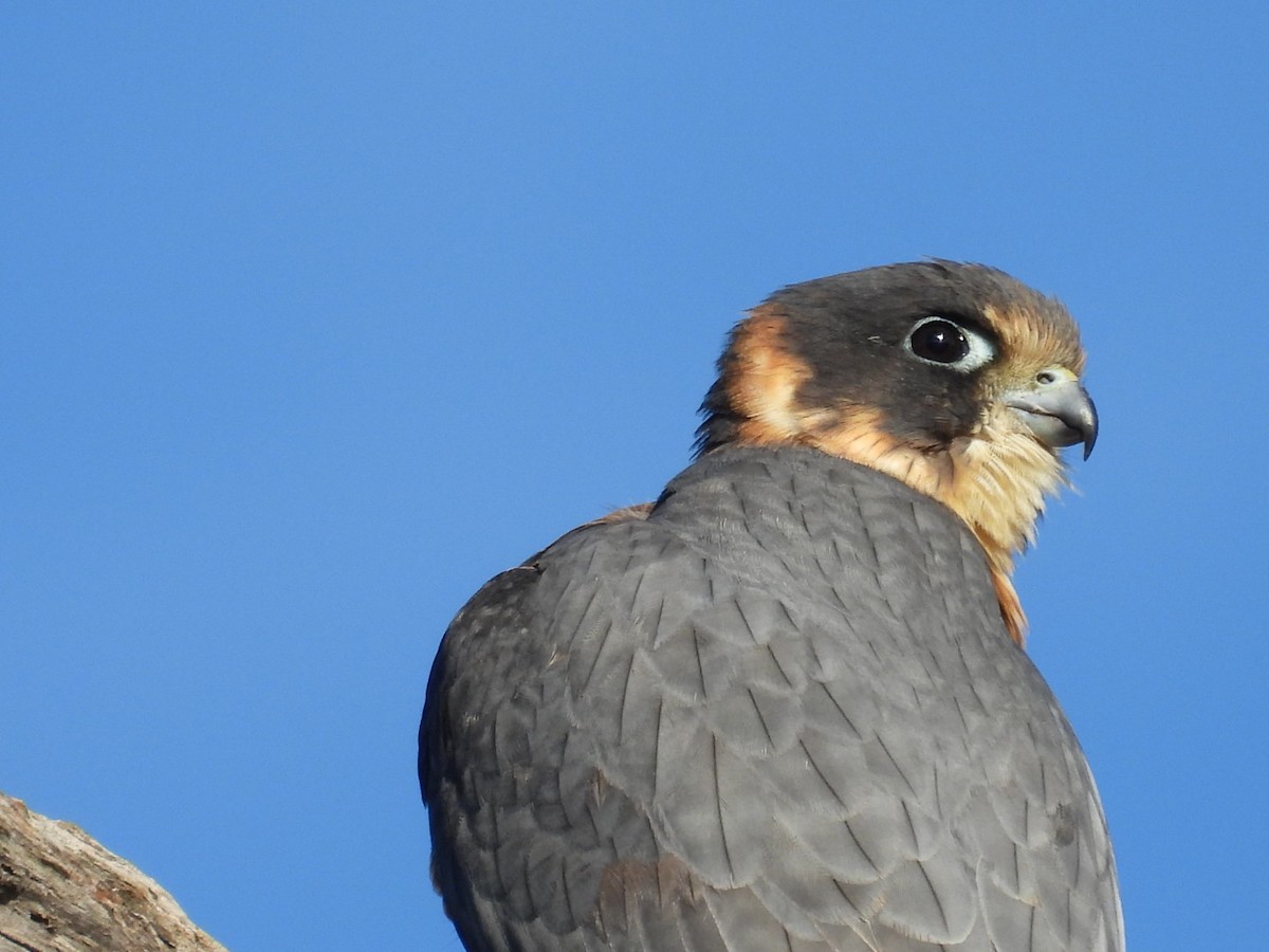 Australian Hobby - ML640806393