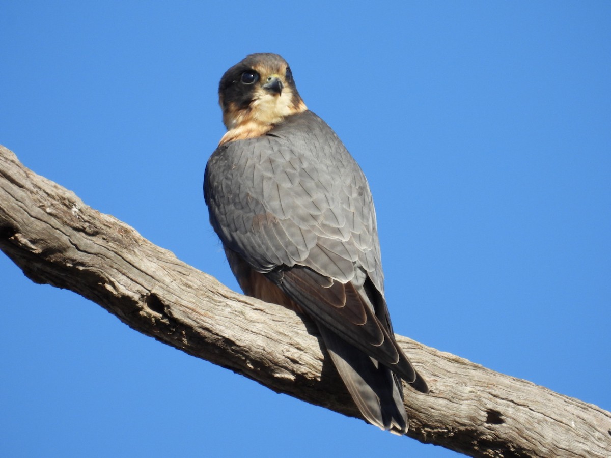 Australian Hobby - ML640806394
