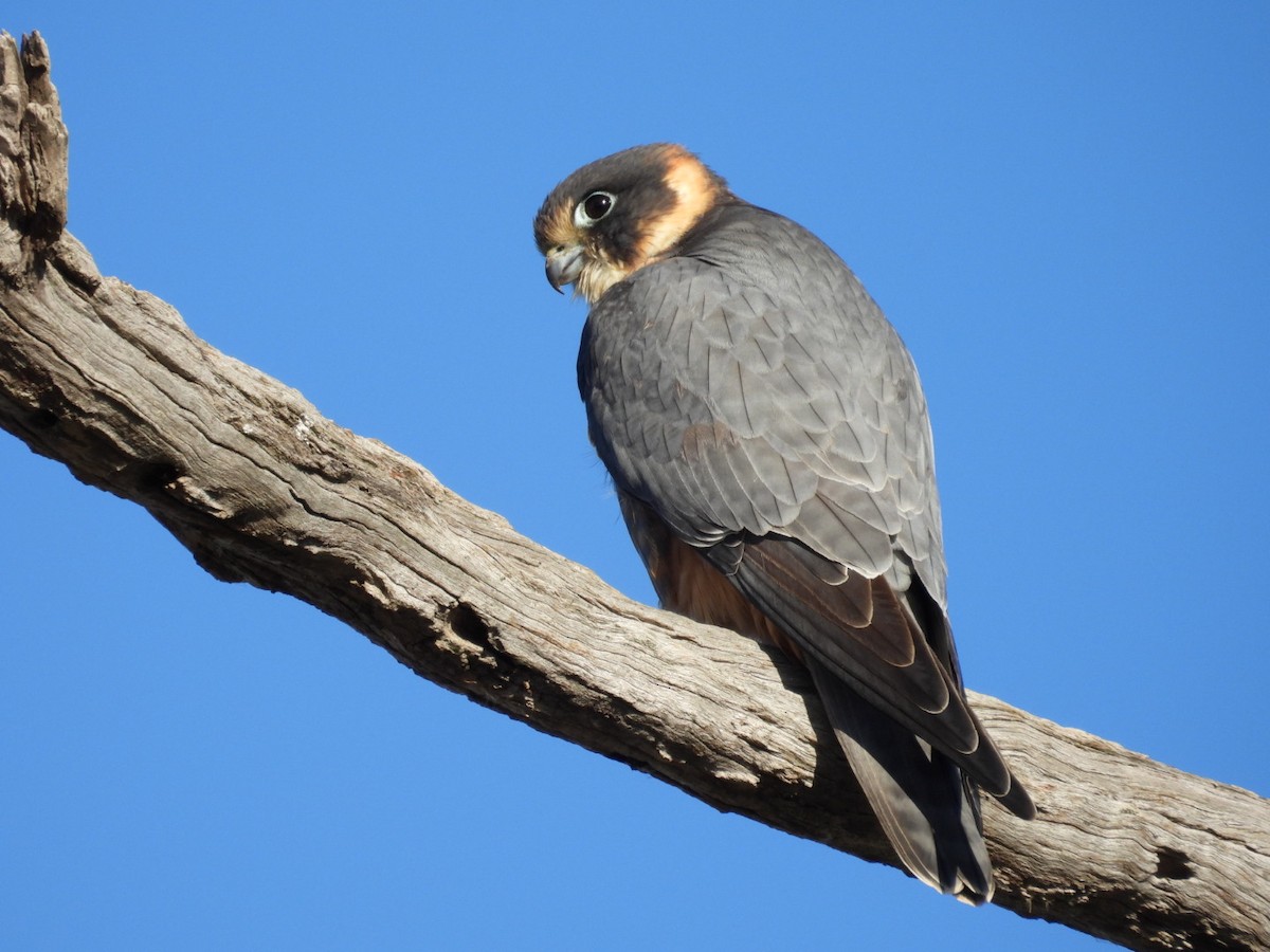 Australian Hobby - ML640806395