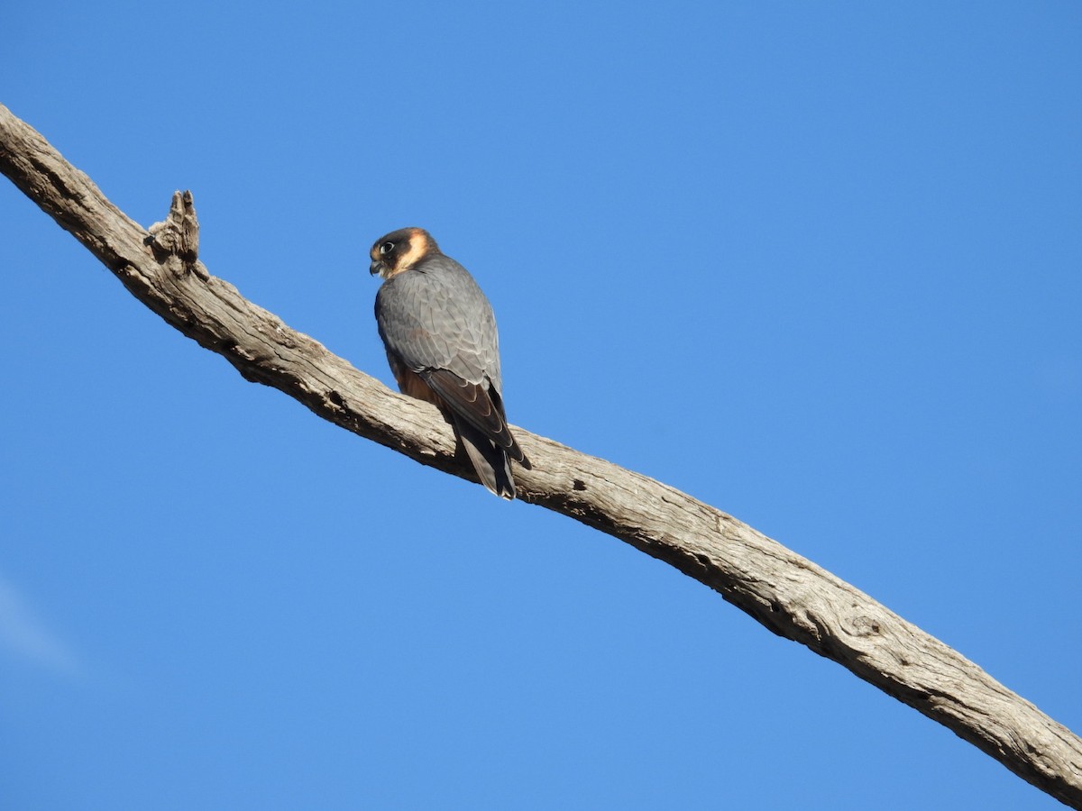 Australian Hobby - ML640806396