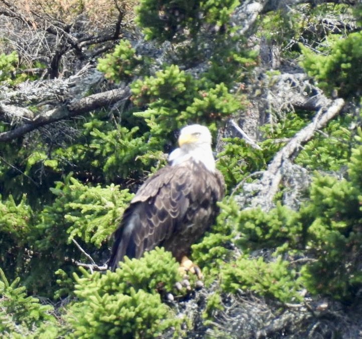 Bald Eagle - ML640806397