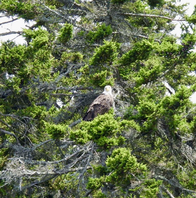 Bald Eagle - ML640806398
