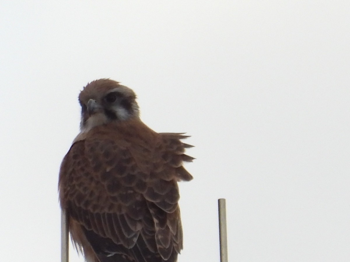 Brown Falcon - ML640806399