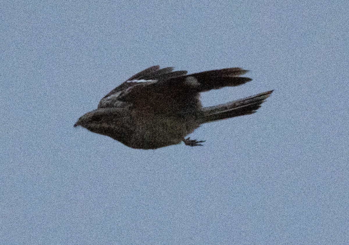 Slender-tailed Nightjar - ML640806400