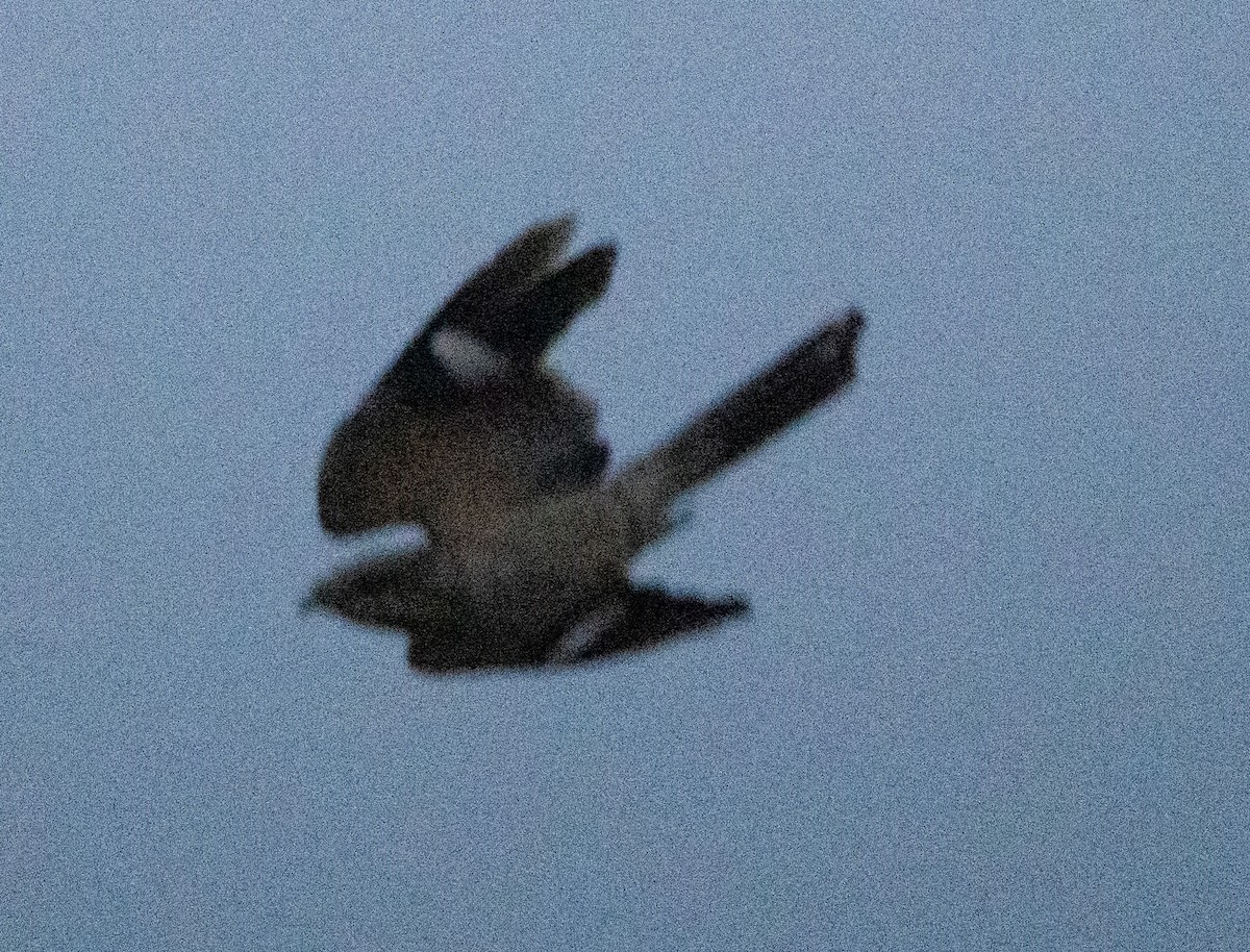 Slender-tailed Nightjar - ML640806401