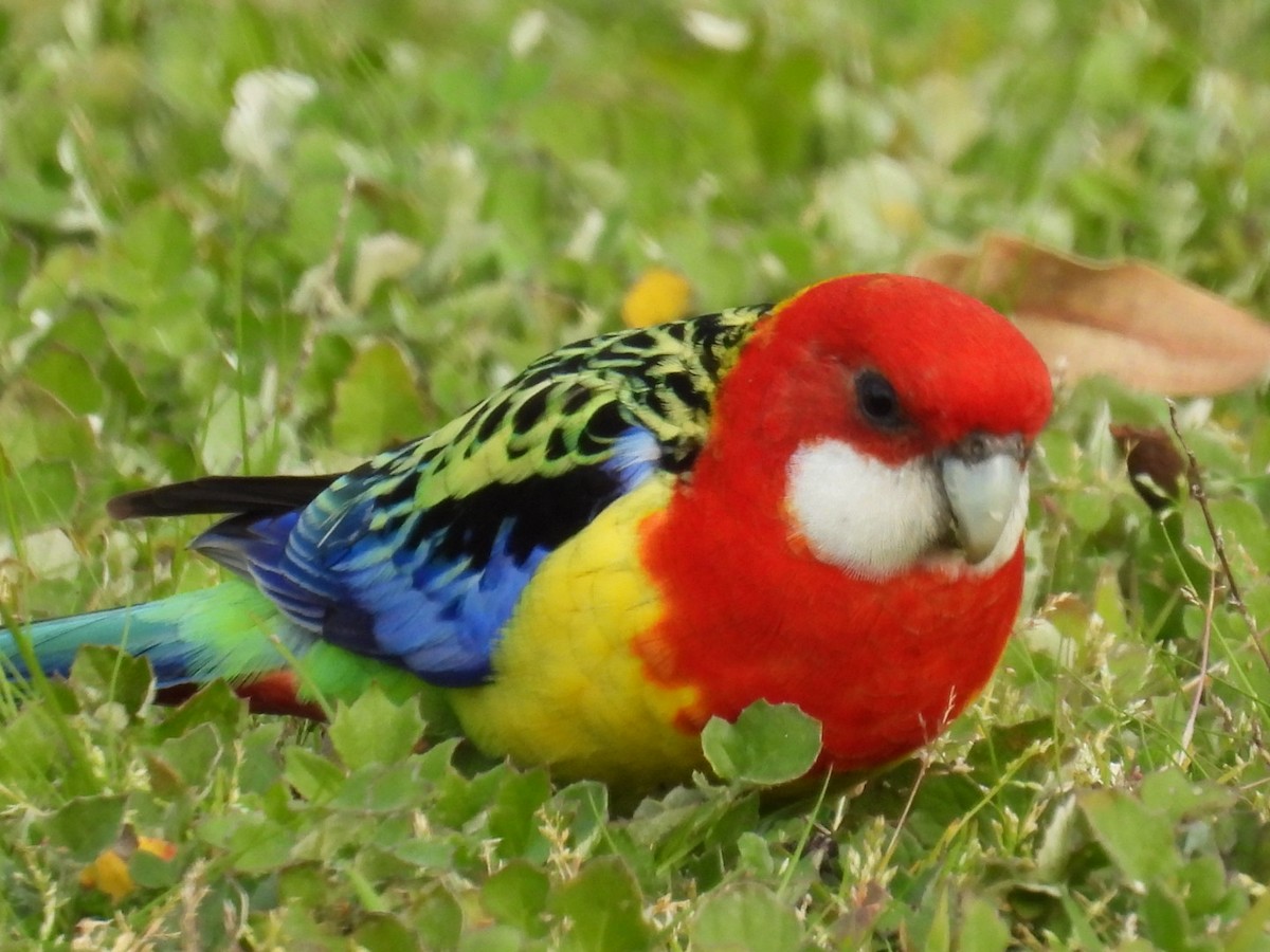 Eastern Rosella - ML640806407