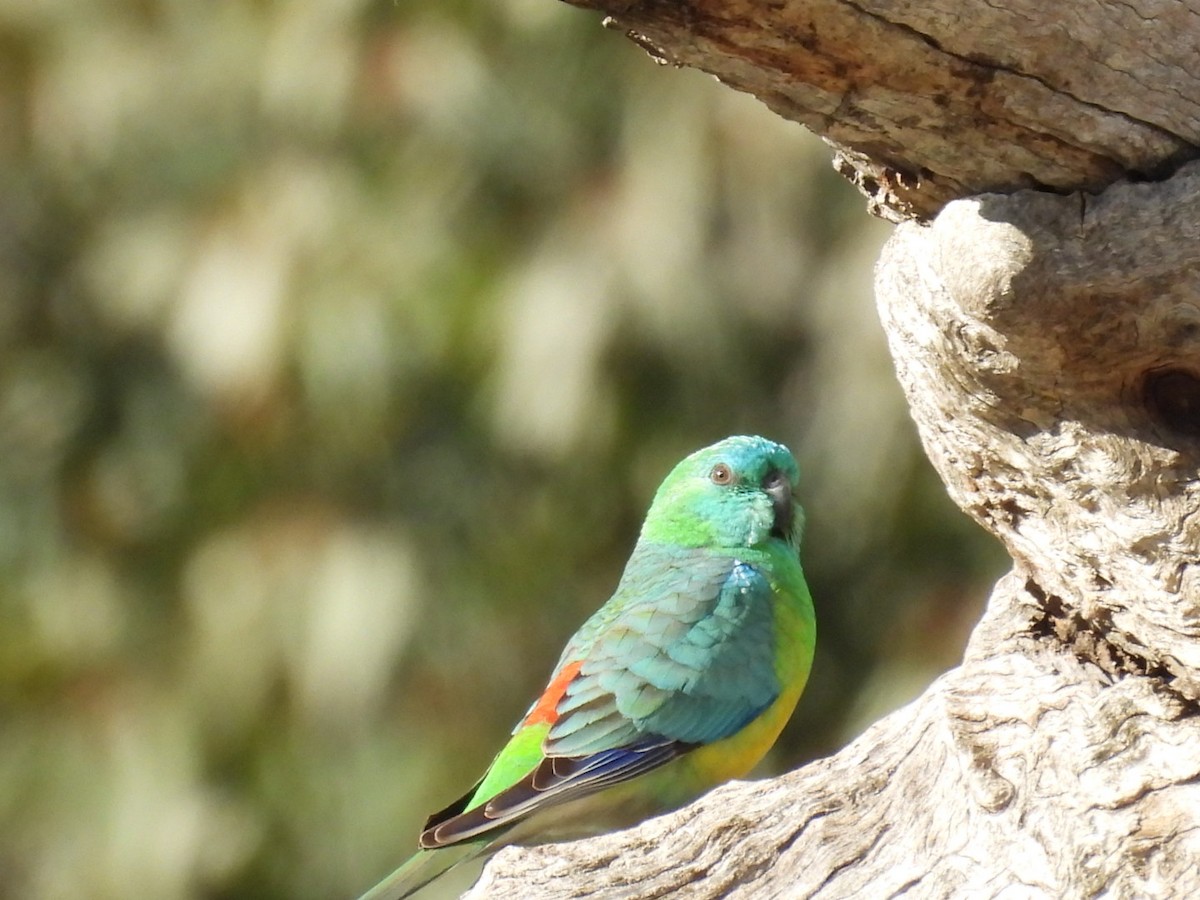 Red-rumped Parrot - ML640806419