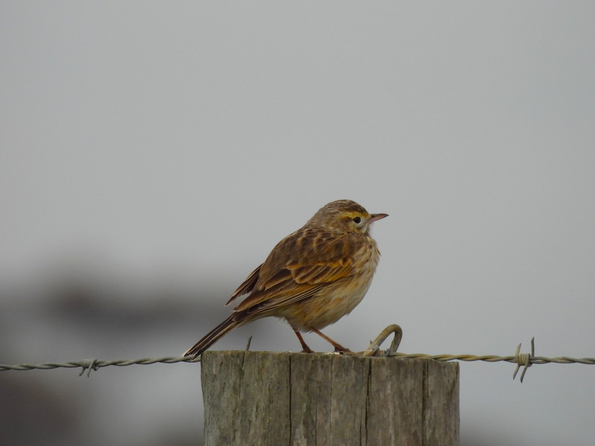 Australian Pipit - ML640806474