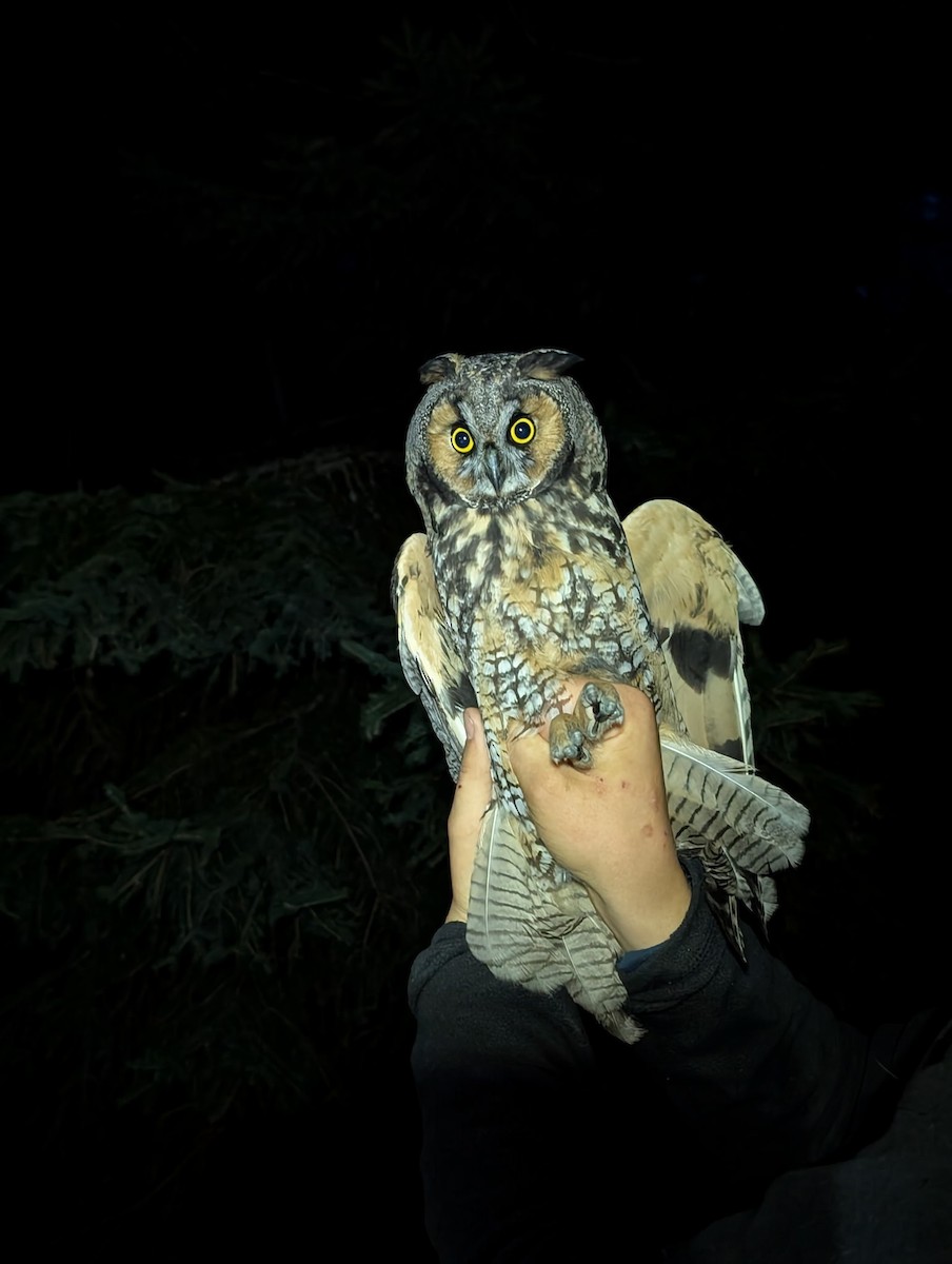Long-eared Owl - ML640806534