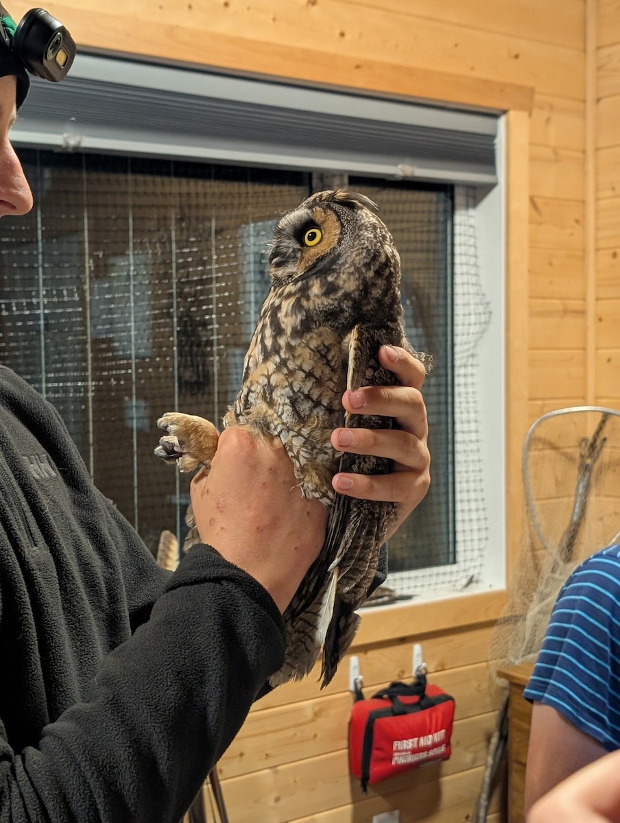 Long-eared Owl - ML640806535