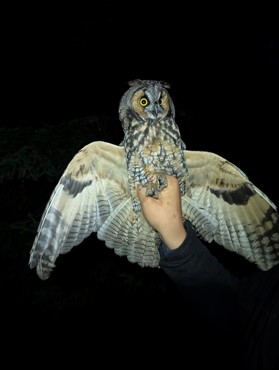 Long-eared Owl - ML640806536