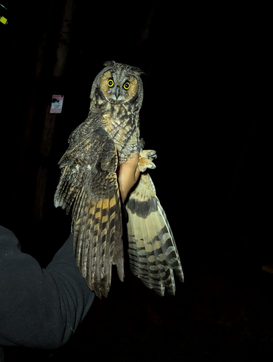 Long-eared Owl - ML640806537