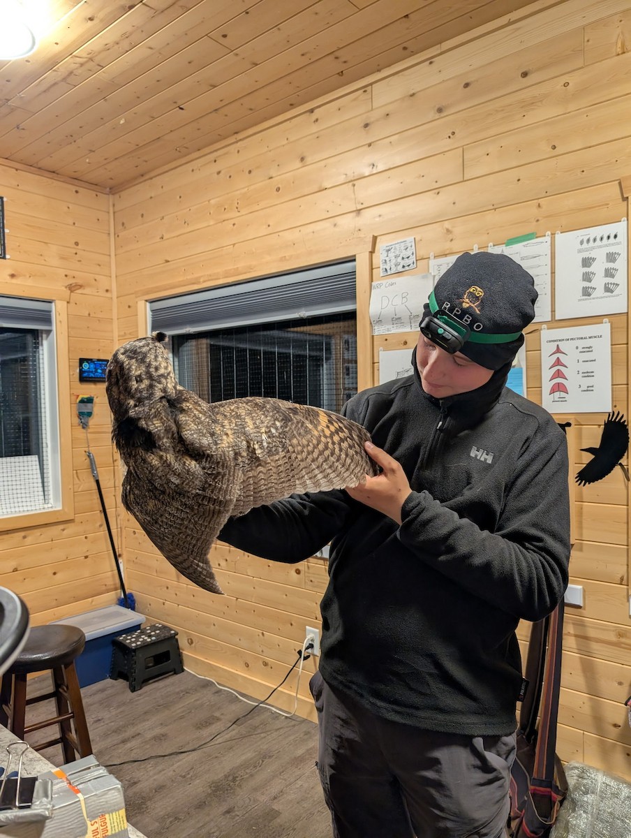 Long-eared Owl - ML640806538