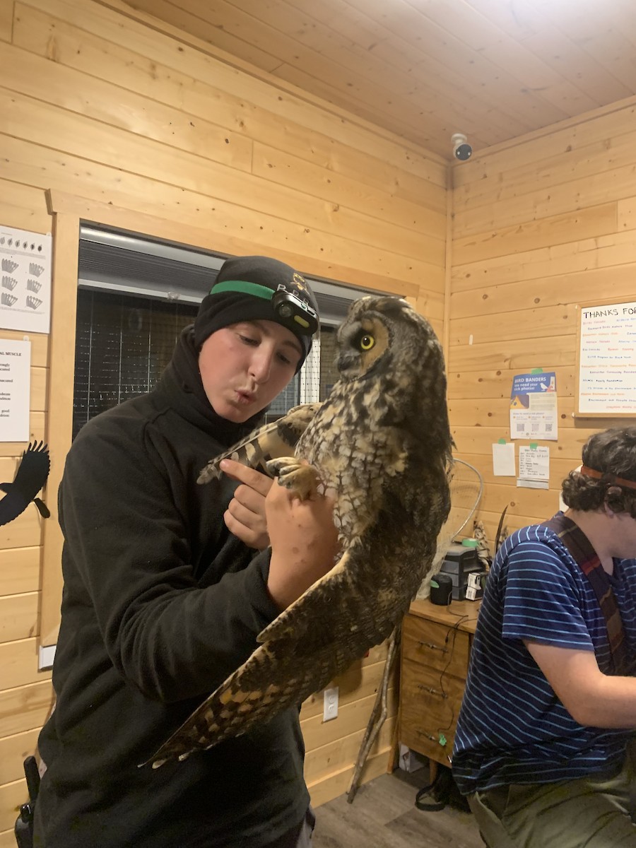 Long-eared Owl - ML640806539