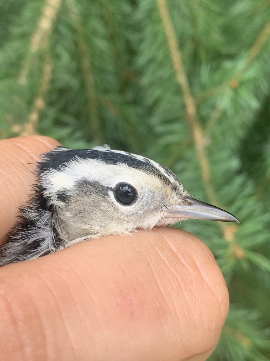 Black-and-white Warbler - ML640806656