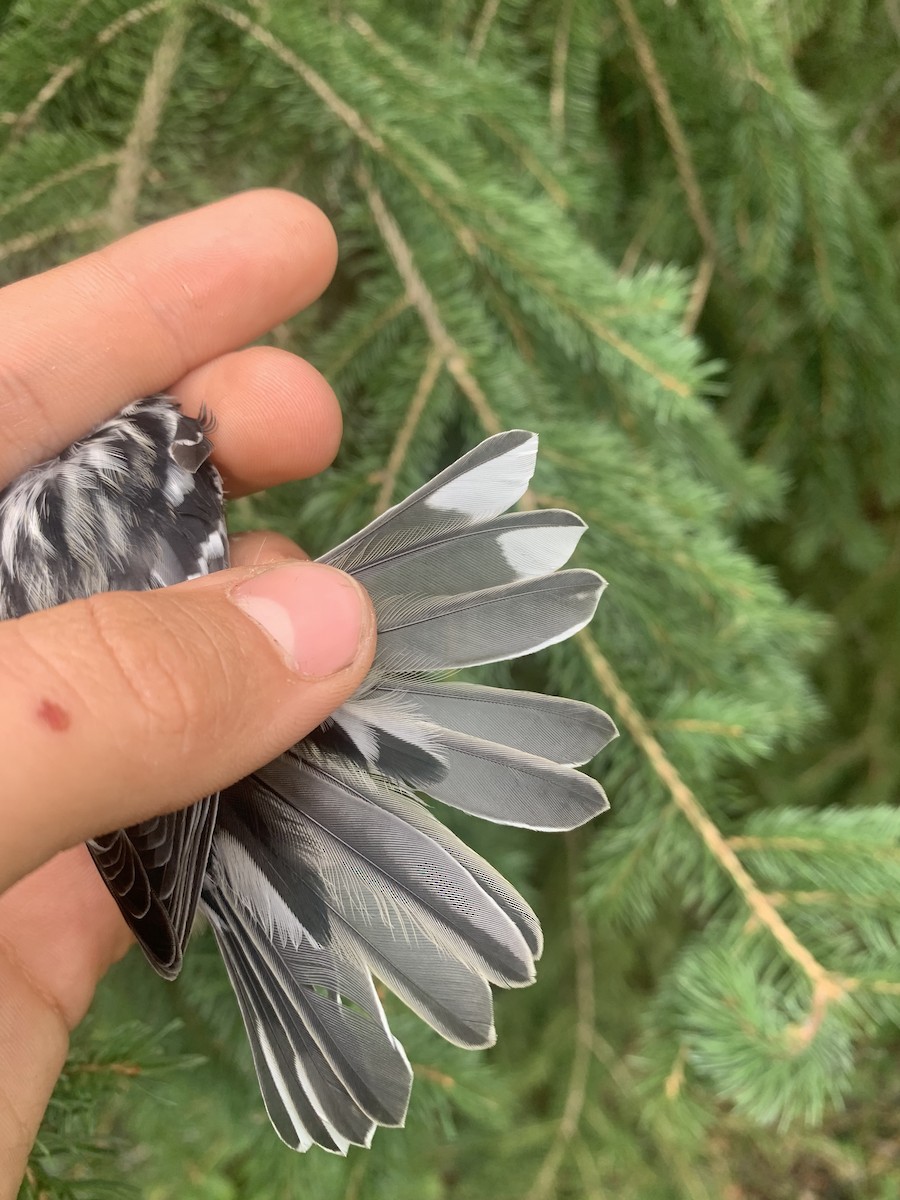 Black-and-white Warbler - ML640806657