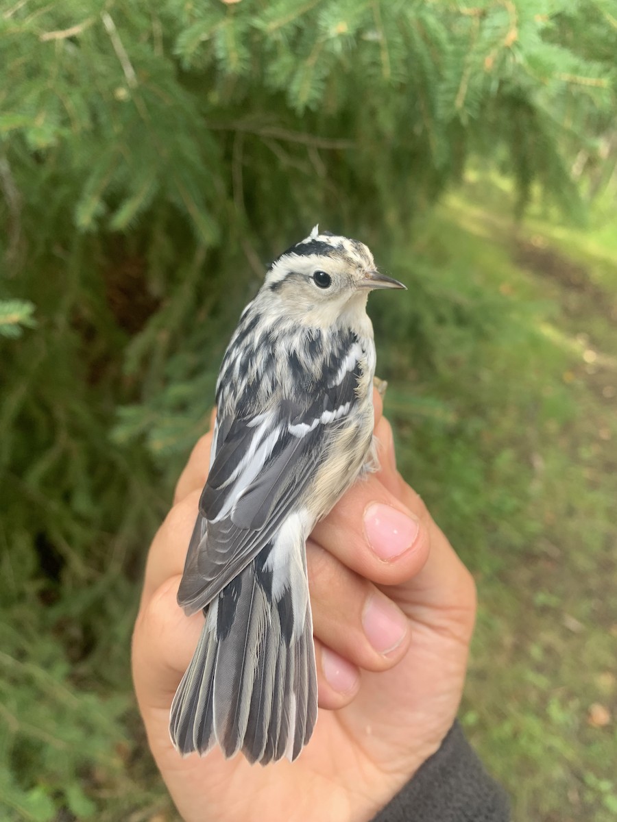 Black-and-white Warbler - ML640806658