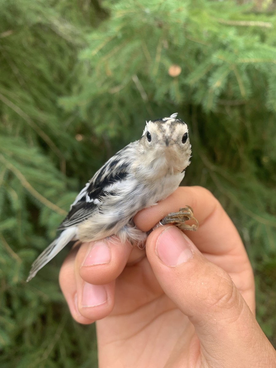 Black-and-white Warbler - ML640806659