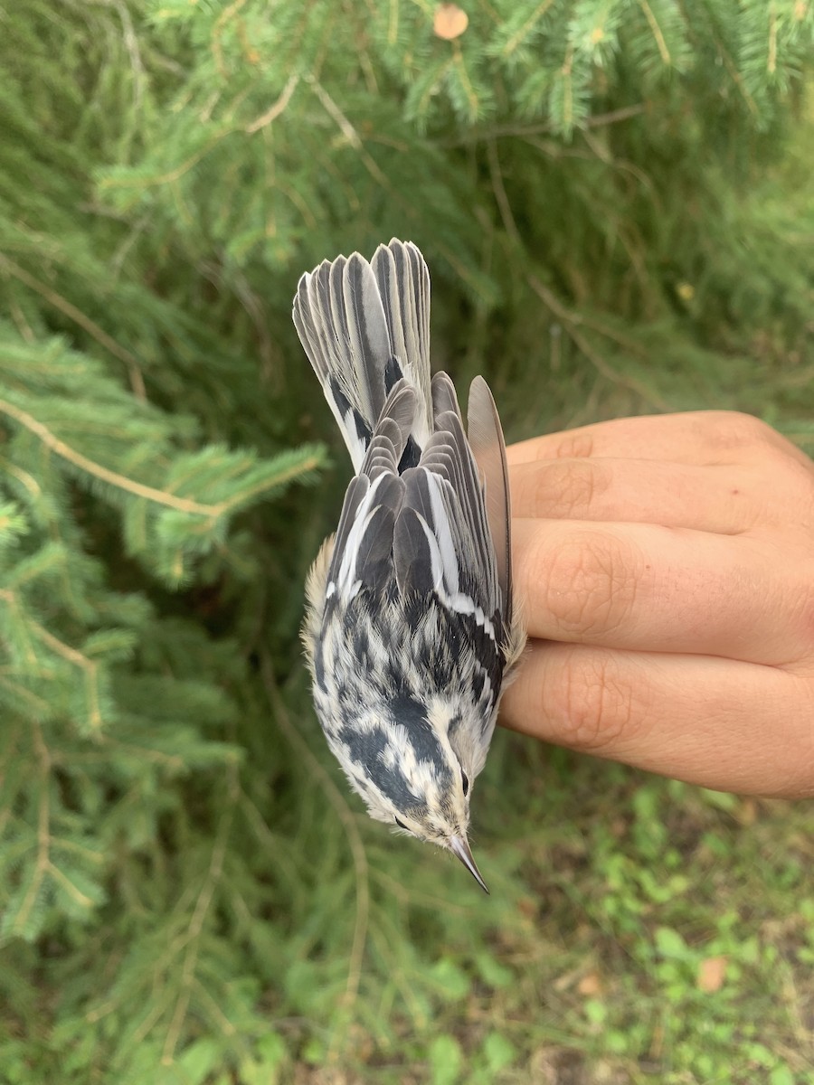Black-and-white Warbler - ML640806660