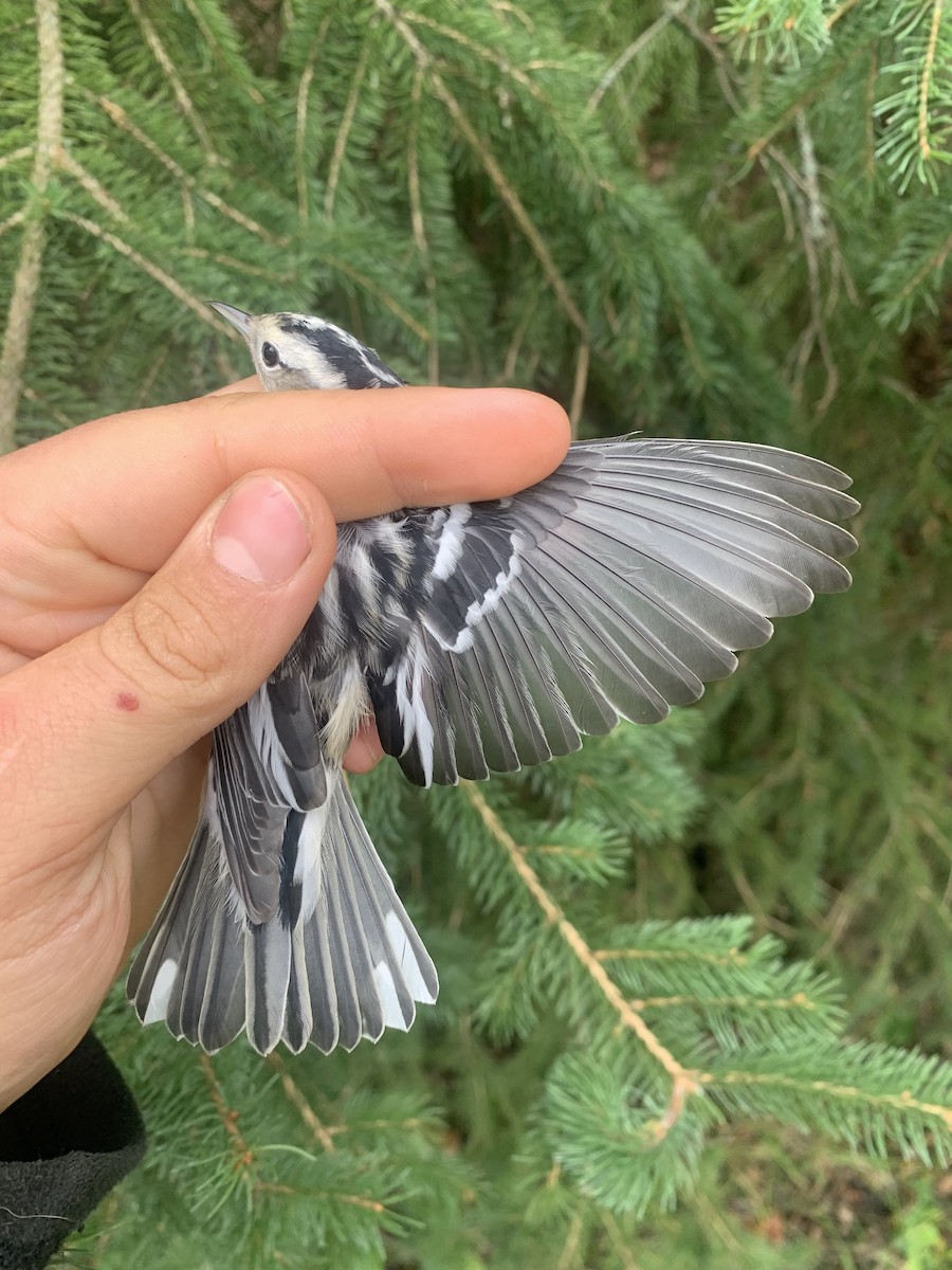 Black-and-white Warbler - ML640806661