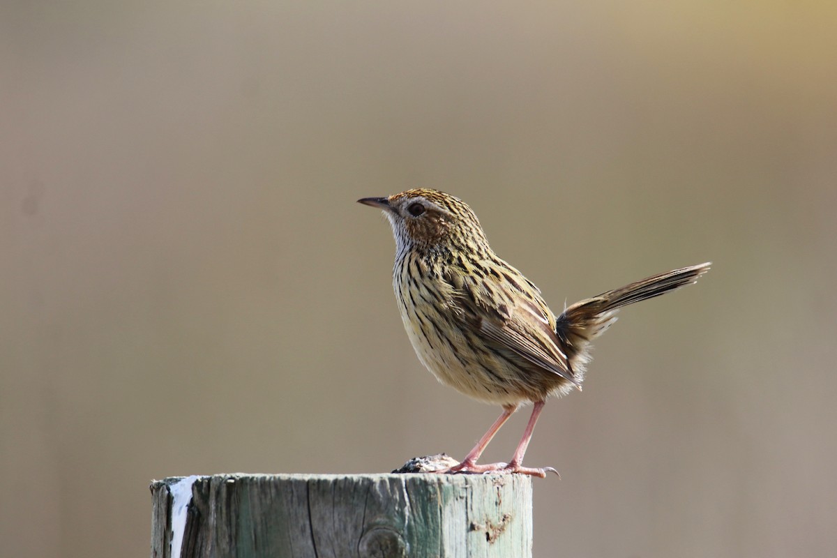 Striated Fieldwren - ML640806785
