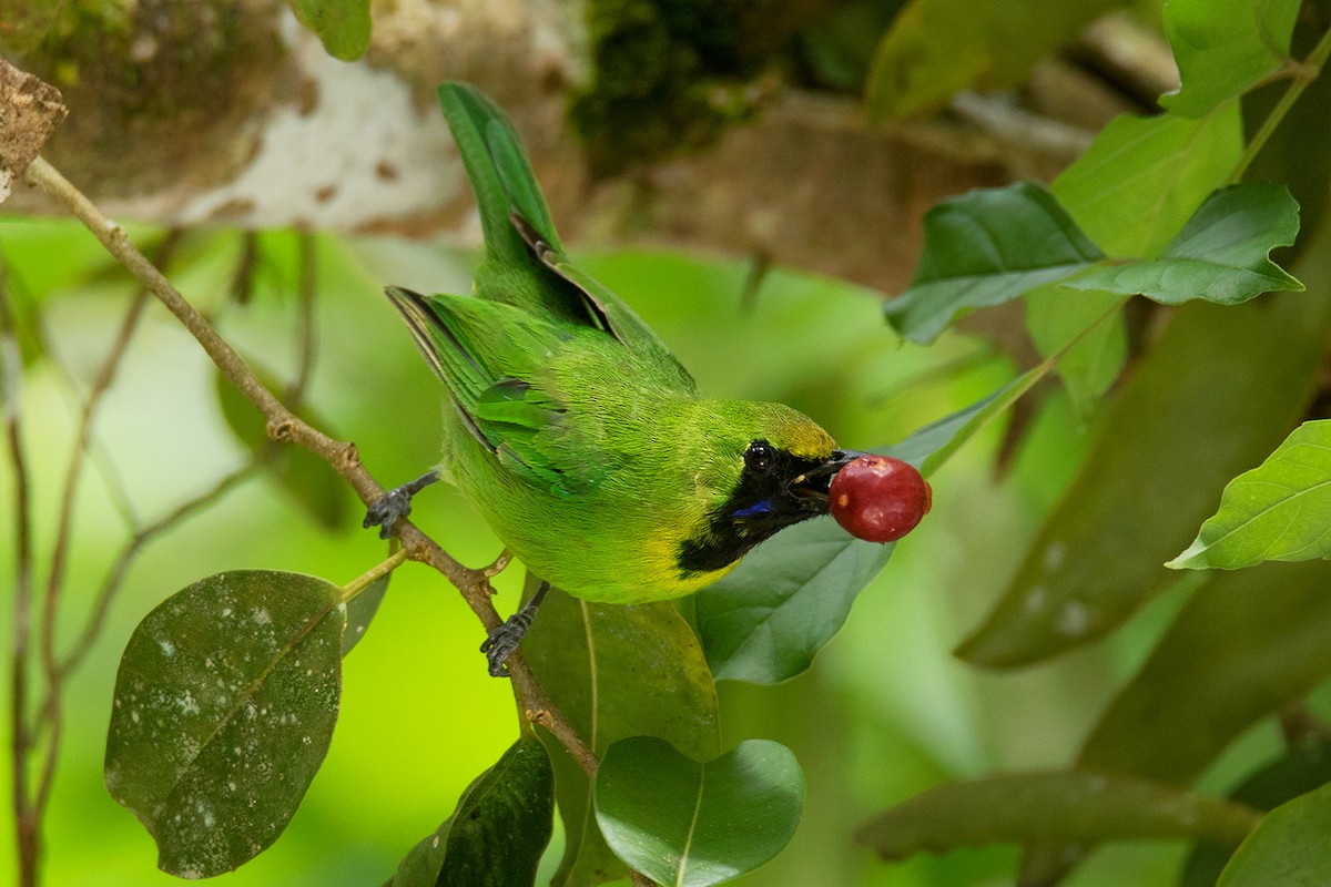 Lesser Green Leafbird - Ayuwat Jearwattanakanok