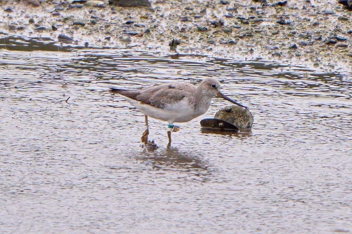Terek Sandpiper - ML640806846