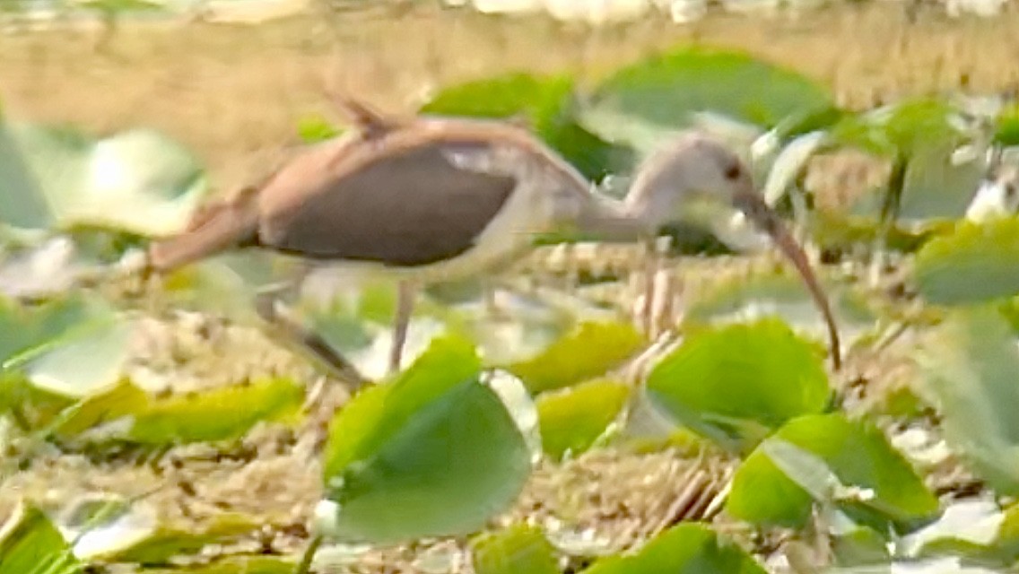 White Ibis - ML640806931