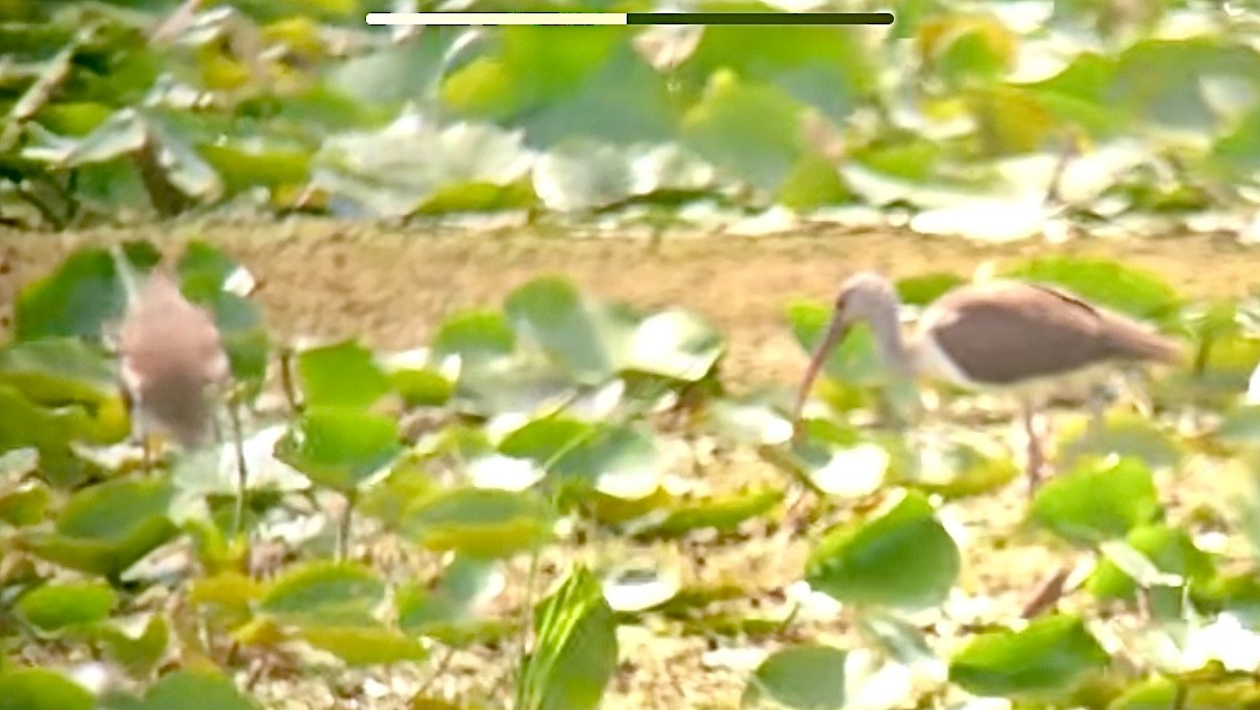 White Ibis - ML640806932