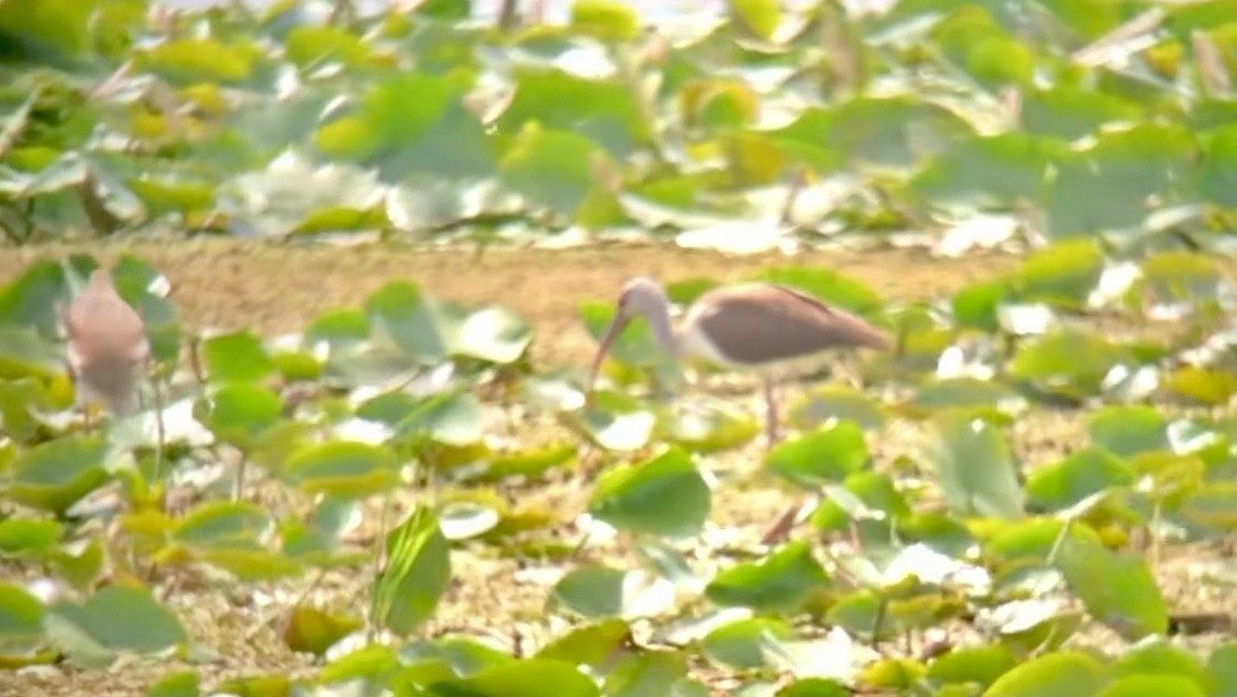 White Ibis - ML640806933