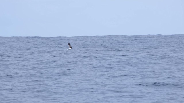 Southern Royal Albatross - ML640806947