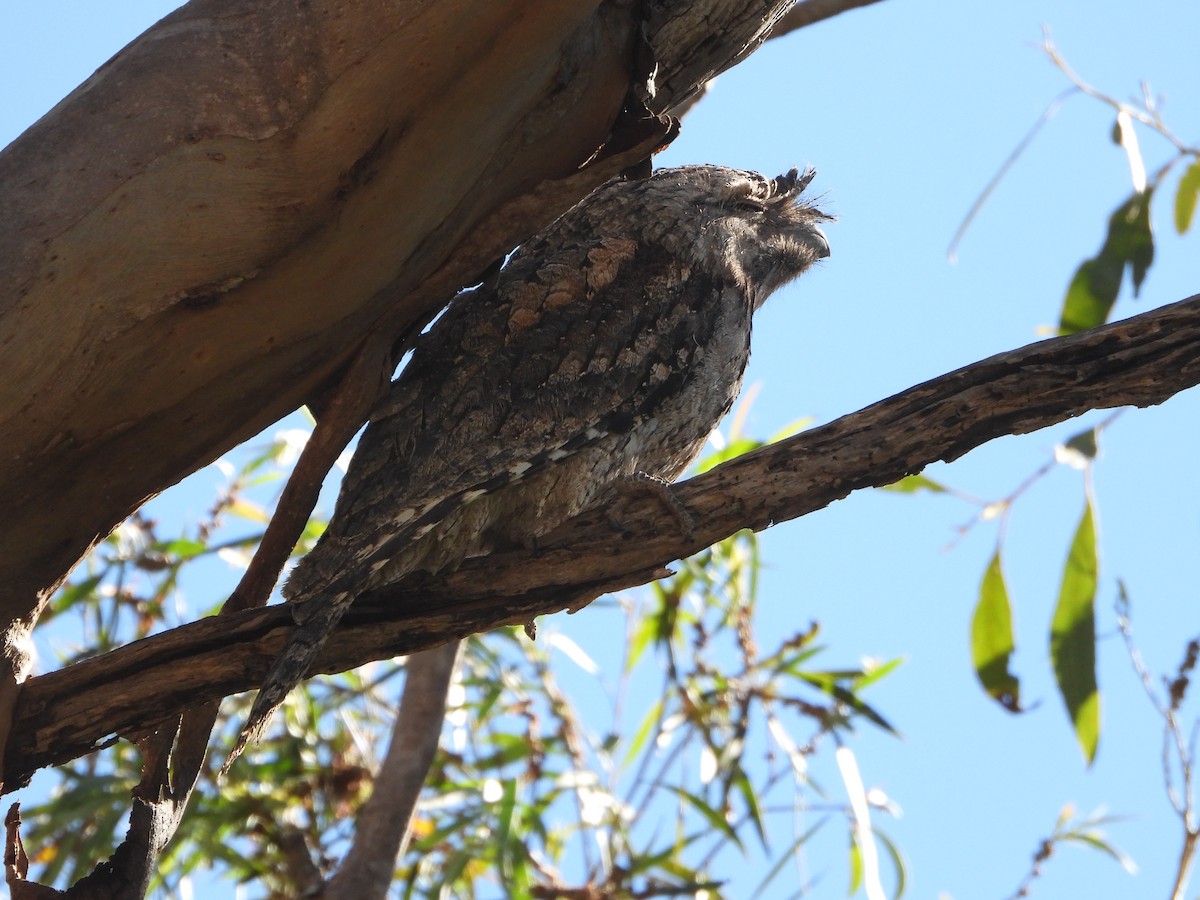 Tawny Frogmouth - ML640806968