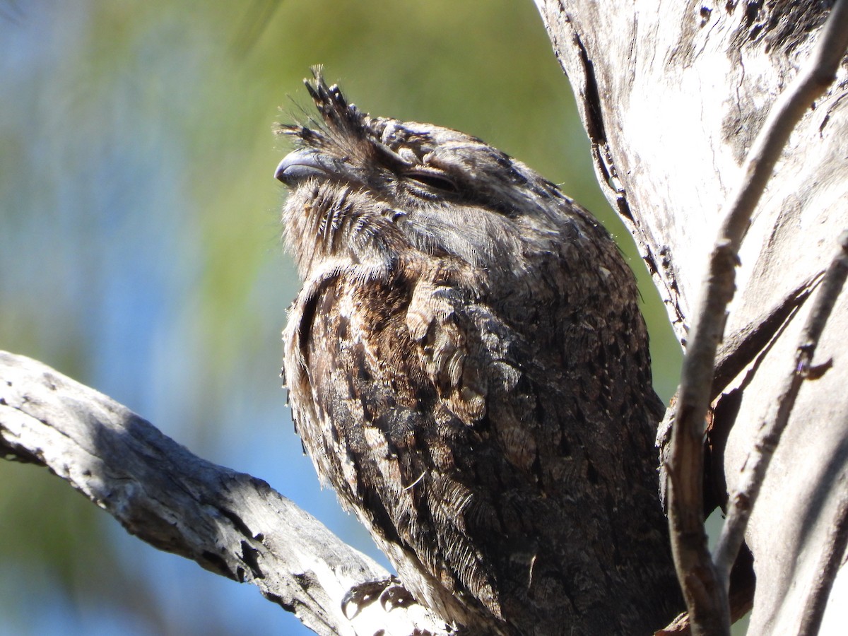 Tawny Frogmouth - ML640806969