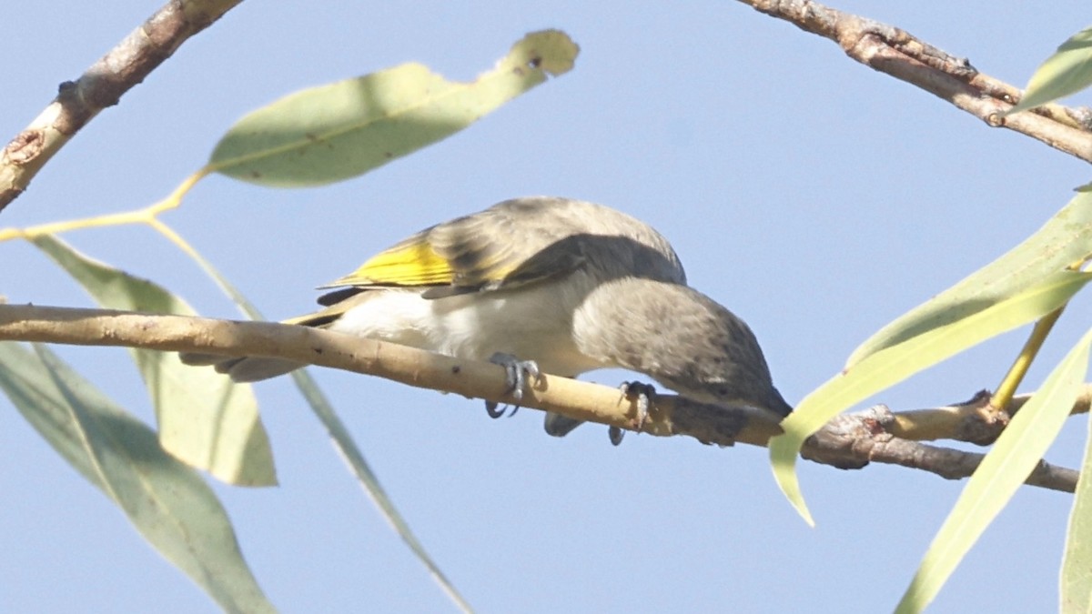 Rufous-throated Honeyeater - ML640806971