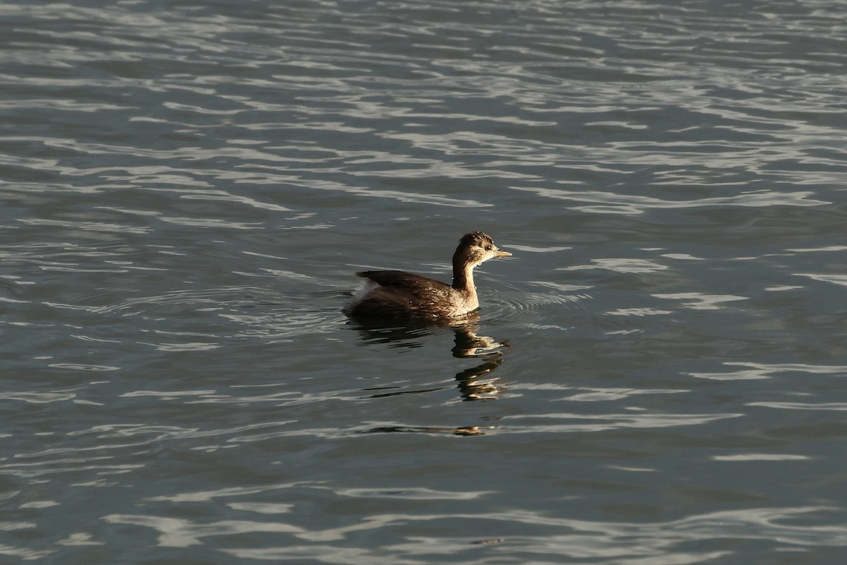 Little Grebe - ML640807017
