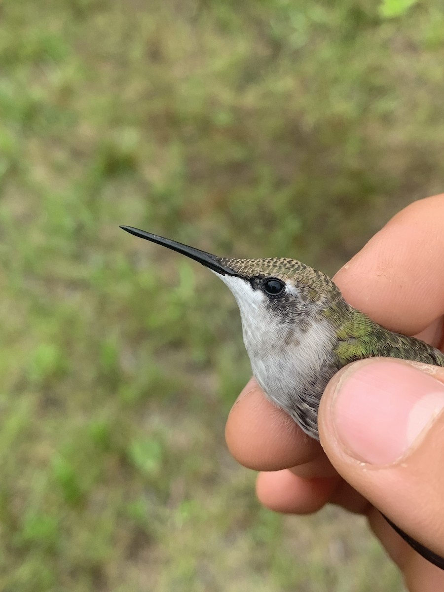 Ruby-throated Hummingbird - ML640807074