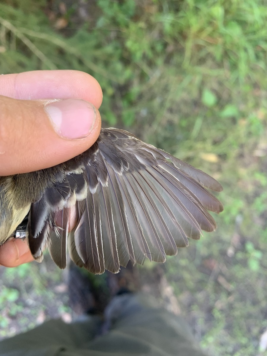 Least Flycatcher - ML640807080