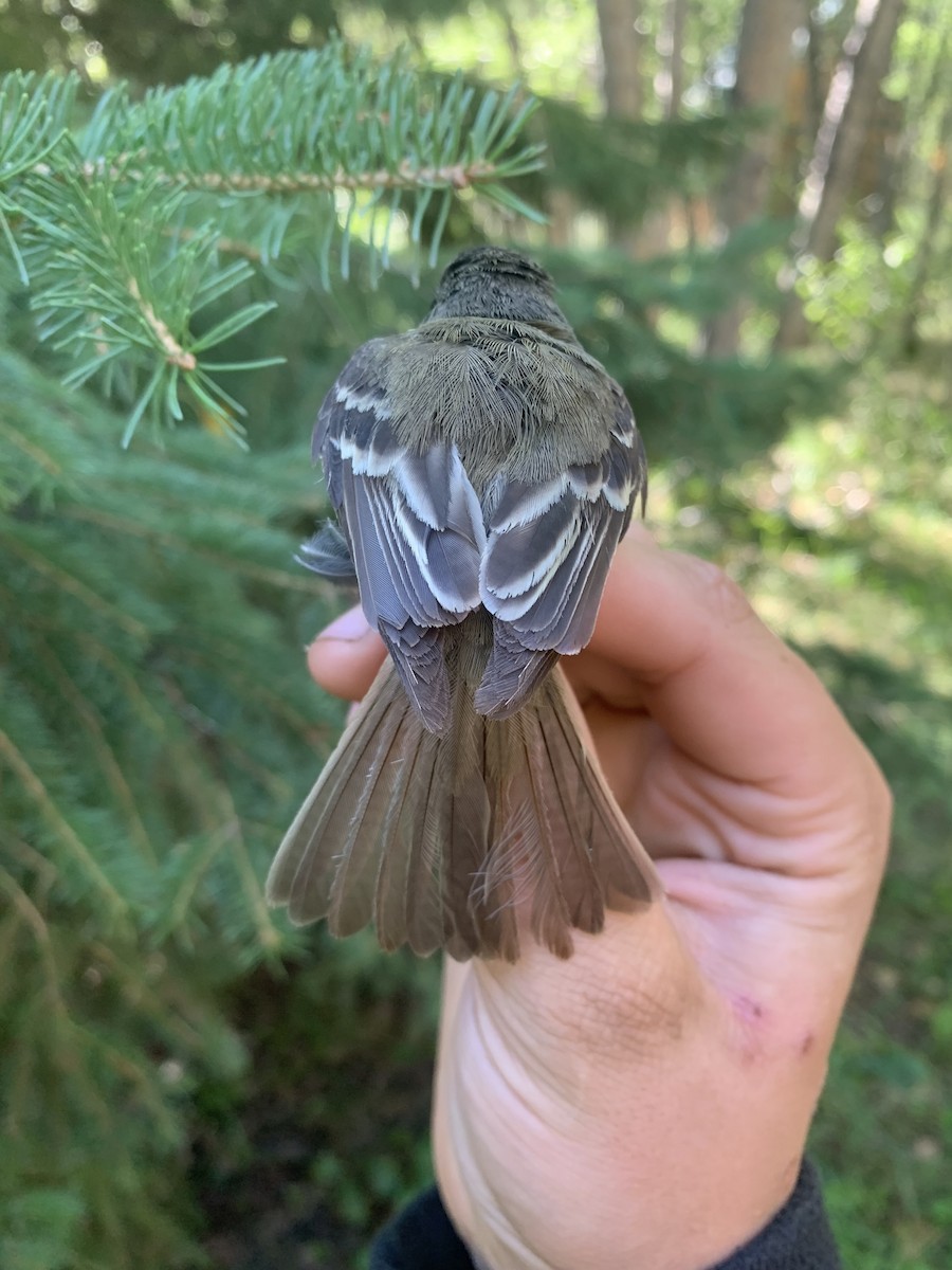 Least Flycatcher - ML640807081