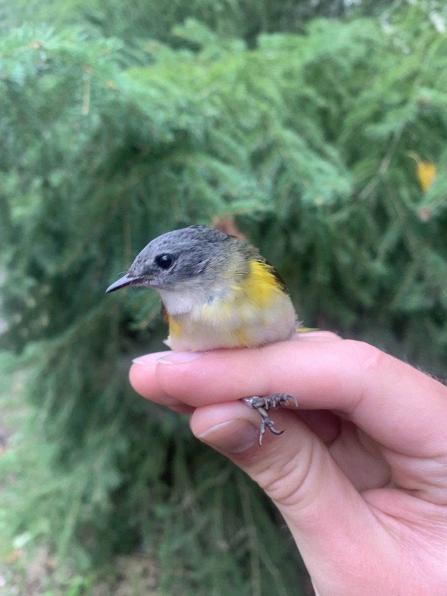 American Redstart - ML640807083