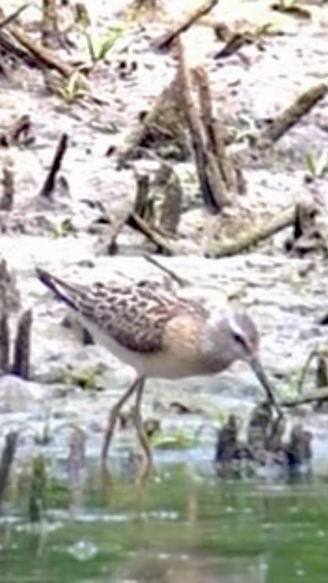 Stilt Sandpiper - ML640807091